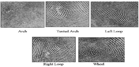 Basic Fingerprint Patterns